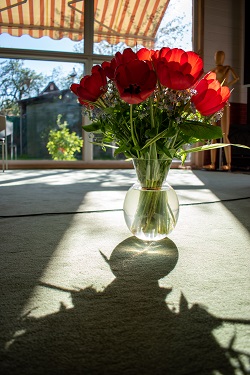 Самадева цветок Самадева цветок